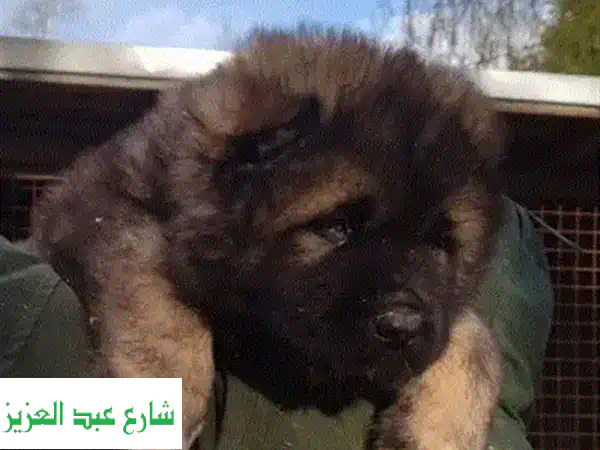 كلب بوميرانين صغير من روسيا - رقيق وودود للغاية!