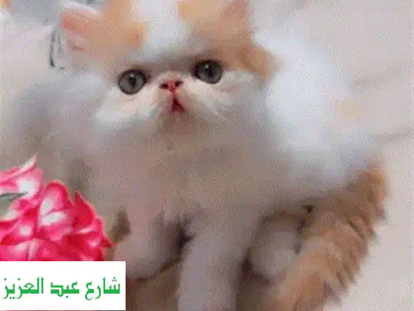 قطط سكوتش فولد و ستريت رائعة للبيع - فرصة مميزة!