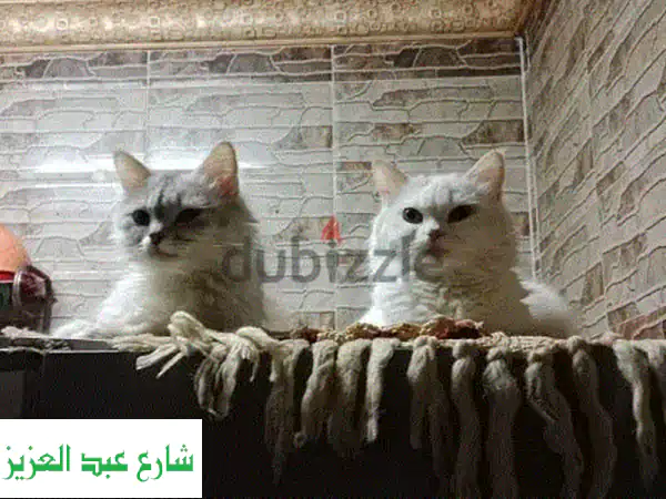 عيد سعيد بدون قلق! 😻🐕 استضافة قطط وكلاب مع عروض مميزة