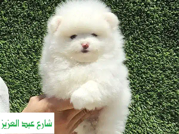كلاب بوميرانين صغيرة جداً - جراء رائعة للبيع الآن!