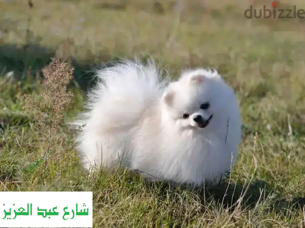 كلاب بوميرانين صغيرة جداً - جراء رائعة للبيع الآن!