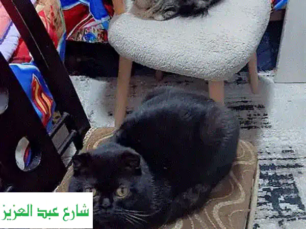 قطط سكوتش فولد و ستريت رائعة للبيع - فرصة مميزة!
