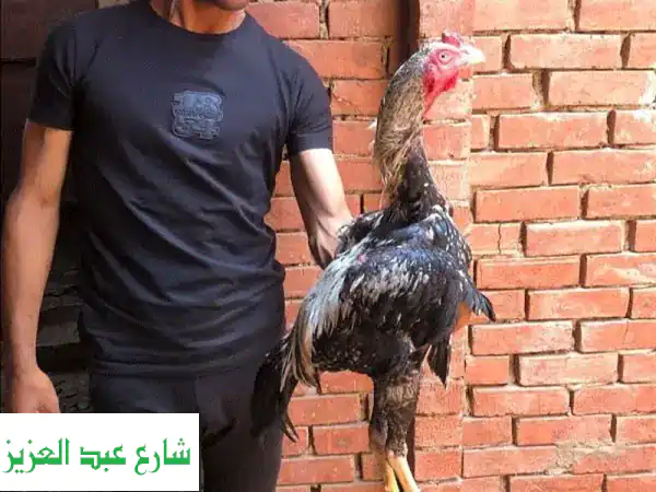 فرّاخ هندية مميزة - ديك هندي أصيل وفرخة منتجة!