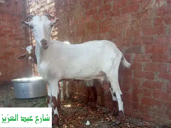 عجلات كرداسة: ضحية ممتازة وقوية للبيع - سعر لا يُقاوم!