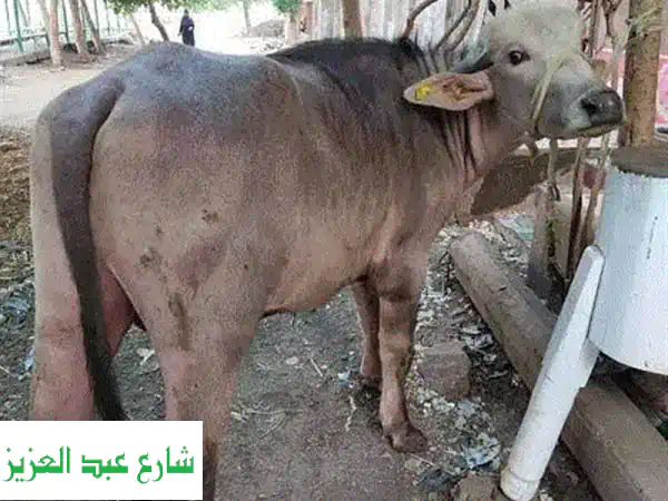 أحمد الجزار: أضحياتكم بأمانة وخبرة - ذبح وتجهيز بأفضل الأسعار