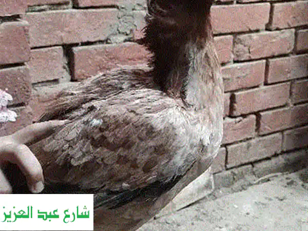 فرّاخ هندية مميزة - ديك هندي أصيل وفرخة منتجة!
