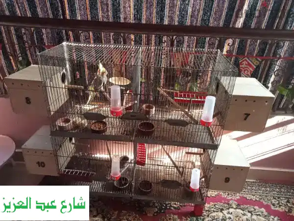 سلاكة أربع أقفاص فاخرة مع جميع المشتملات -...