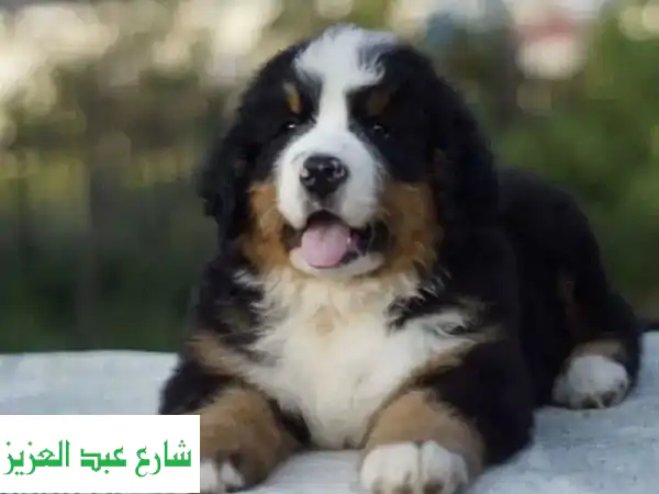 جرو كلاب برنيز ماونتن دوج أنثى من روسيا - أجمل الكلاب!