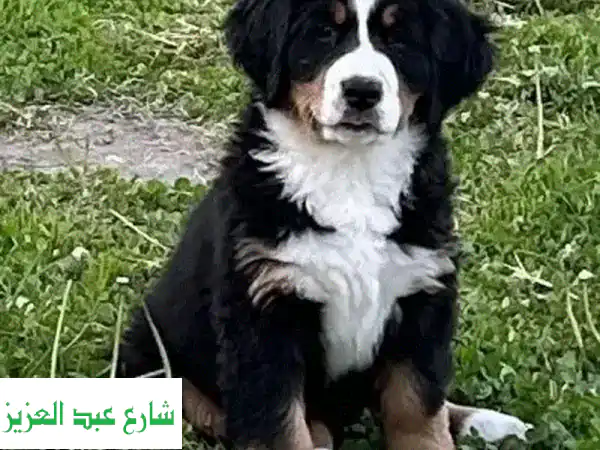 جرو كلاب برنيز ماونتن دوج أنثى من روسيا - أجمل الكلاب!