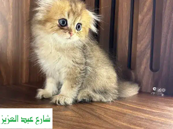 قطة اسكتلندية مطوية فرو طويل - أنثى جميلة للبيع!