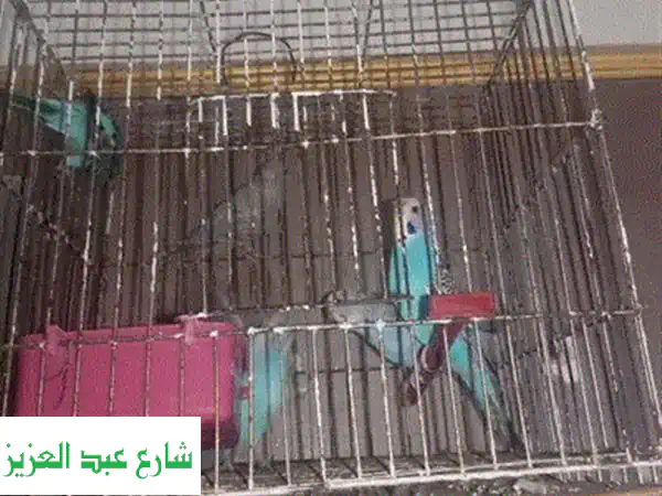 أسترالي جوز - دكر قوي وجميل!  (01220854311)