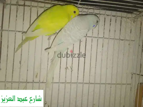 أسترالي جوز - دكر قوي وجميل!  (01220854311)