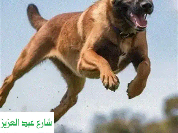 تدريب كلاب محترف: حلول ذكية لسلوكيات كلابك - نأتيك إلى منزلك!