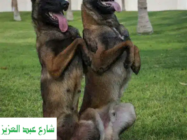 درب كلبك مع أفضل المدربين! شاهد التدريب مباشرةً
