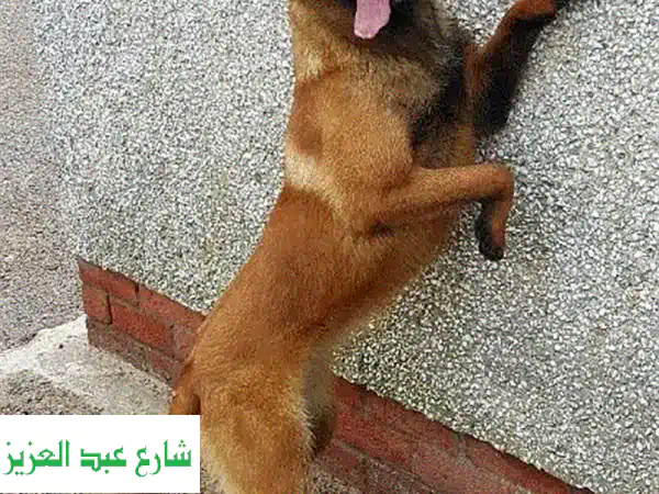 درب كلبك مع أفضل المدربين! شاهد التدريب مباشرةً