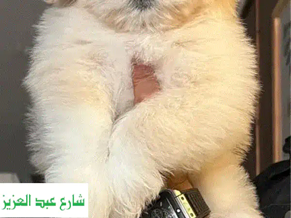 جراوي هافانيز رائعة عمر ٦٠ يوم - أنثى وذكر متوفرة!