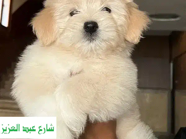جراوي هافانيز رائعة عمر ٦٠ يوم - أنثى وذكر متوفرة!