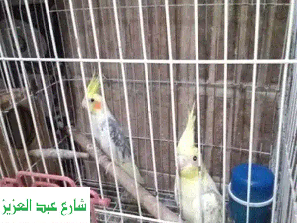 قص كوكتيل شغال
