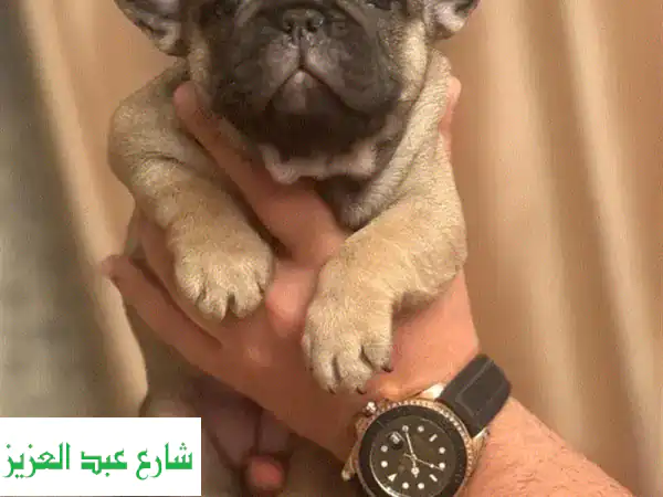 فرنش بولدوج أنثى جميلة - عمر شهرين - أصل فرنسي أصيل!