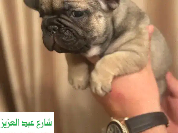 فرنش بولدوج أنثى جميلة - عمر شهرين - أصل فرنسي أصيل!