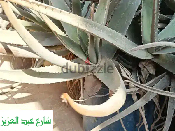صبار بلدي أصلي -  أفضل جودة وبأسعار مميزة!  🌵