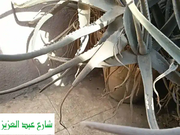 صبار بلدي أصلي -  أفضل جودة وبأسعار مميزة!  🌵