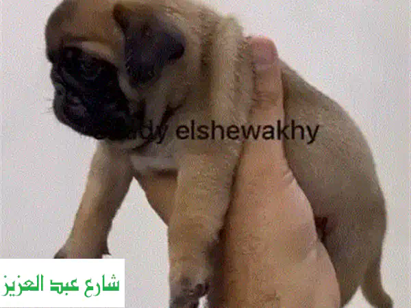 جراوي هاسكي رائعة للبيع - أجمل صغار هاسكي لعوبة ومُطعمة!
