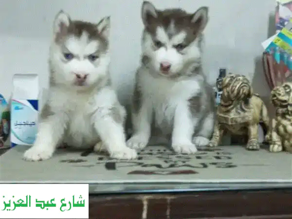 جراوي هاسكي رائعة للبيع - أجمل صغار هاسكي...