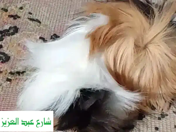 فرصة ذهبية! أزواج غينيا بيج لونغ هير نادرة - عمر...