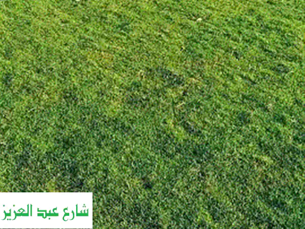 نجيل طبيعي بسبيلم 10 بيور - أعلى جودة وأفضل سعر | المنصور