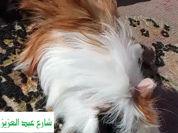 فرصة ذهبية! أزواج غينيا بيج لونغ هير نادرة - عمر شهرين ونصف!