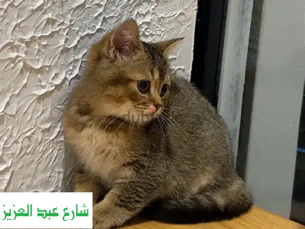 قطة سكوتش ستريت ذكر - ٣ أشهر فقط! 😻 منزل دافئ ينتظرها