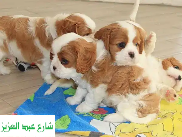 جلباب كافاليير كينغ تشارلز المستوردة - أسرع توصيل!
