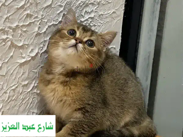 قطة سكوتش ستريت ذكر - ٣ أشهر فقط! 😻 منزل دافئ ينتظرها