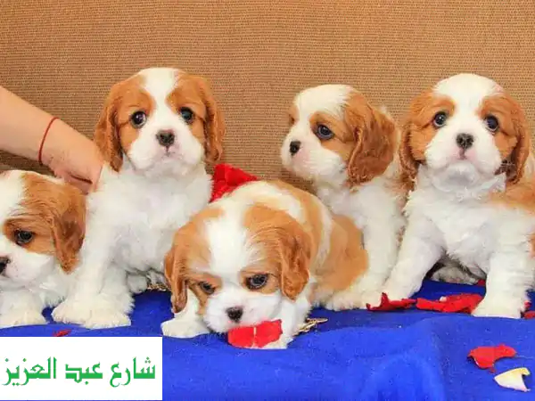 جلباب كافاليير كينغ تشارلز المستوردة - أسرع توصيل!