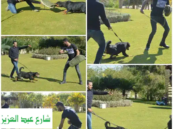 مدرب كلاب العرباوي: خبراء في تدريب كلاب الحراسة -...