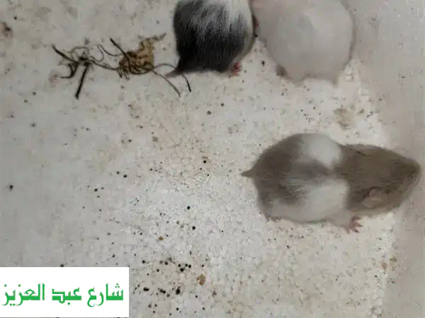 هامستر سوري: رفيق صغير، سعادة كبيرة! 🐹 ألوان متنوعة، مفطوم وجاهز لمنزلك