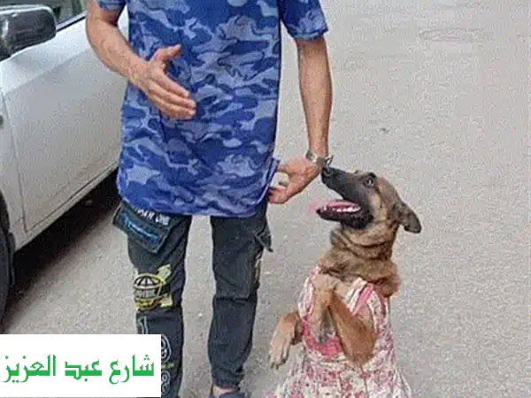 مدرب كلاب العرباوي: خبراء في تدريب كلاب الحراسة - بدون قسوة!