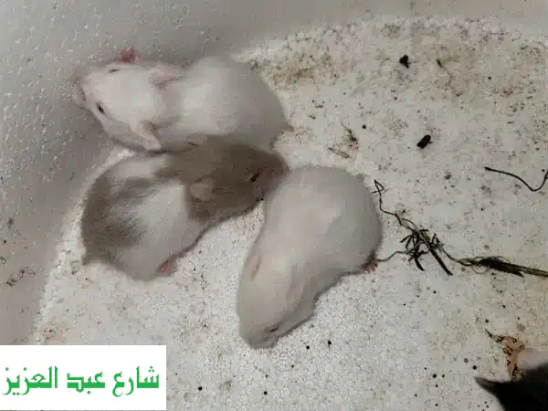 هامستر سوري: رفيق صغير، سعادة كبيرة! 🐹 ألوان...