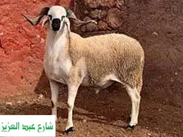خدمة ذبح وتوضيب أضاحيكم بأمانة واحترافية -...
