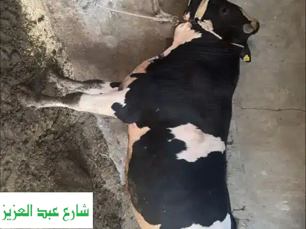 أشهى اللحوم الطازجة من جزار أحمد - لحوم ممتازة...