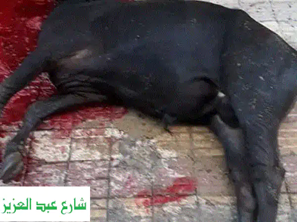 أشهى اللحوم الطازجة من جزار أحمد - لحوم ممتازة وبأسعار مميزة!