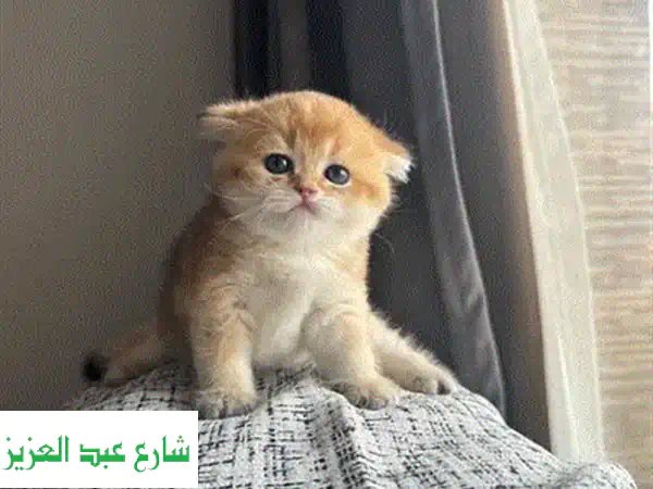 قطط سكوتش ستريت وبريتش شورت هير ذهبية نادرة للبيع بالقاهرة - وجه دببة وعيون كبيرة!