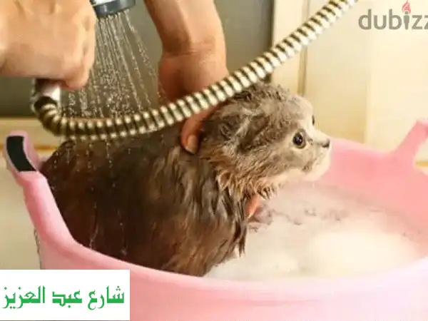 سبا قطط فاخر: استحمام طبي، قص أظافر، وعناية...