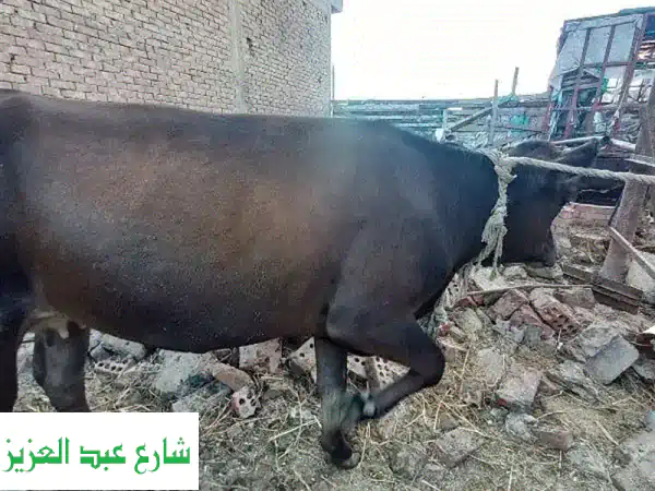 أضحية عيد الأضحى المبارك - نعيمة 350 كيلو - جودة...