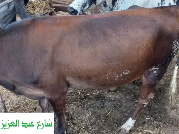 أضحية عيد الأضحى المبارك - نعيمة 350 كيلو - جودة عالية وسعر مميز!
