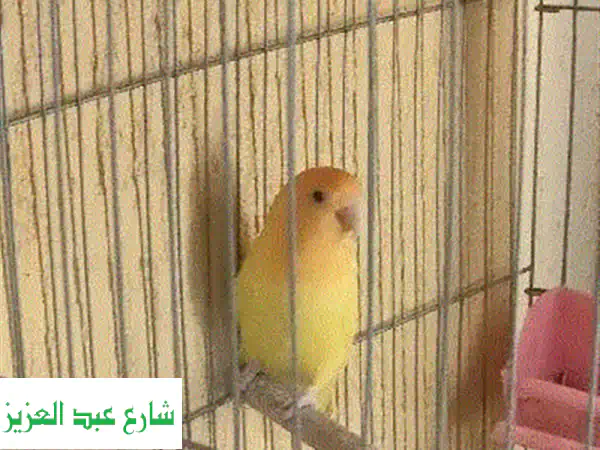 جوز روز أوبلاين أصلية - أجمل حمامات روز في حدائق أكتوبر!