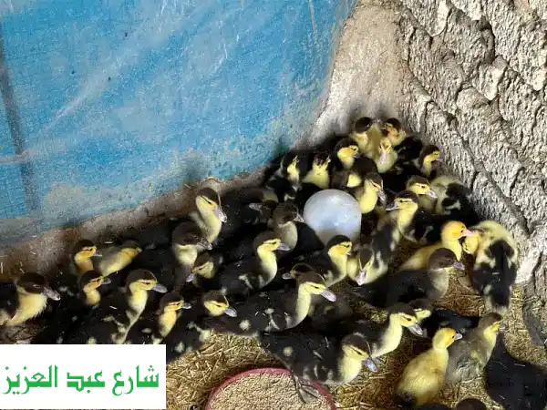 أبو حماد الشرقية: فراخ بط مسكوفي وخليط مسكوفي/بلدي - عمر يوم و شهر!