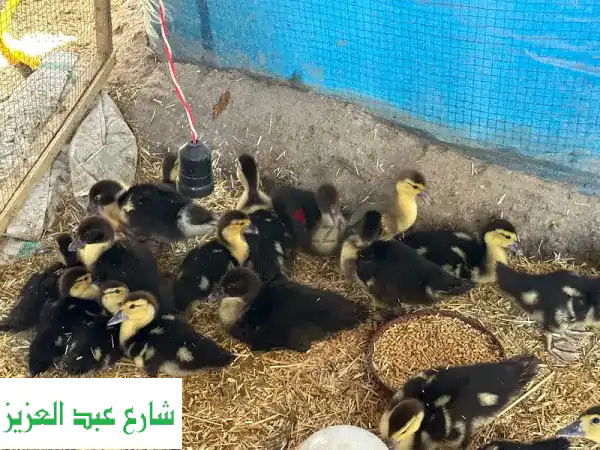 أبو حماد الشرقية: فراخ بط مسكوفي وخليط مسكوفي/بلدي...