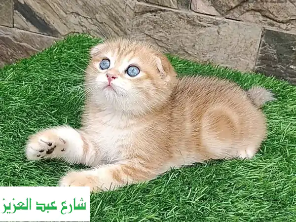 قطة اسكتلندية فولدر ذكر - جمالٌ روسيّ أصيل للبيع!